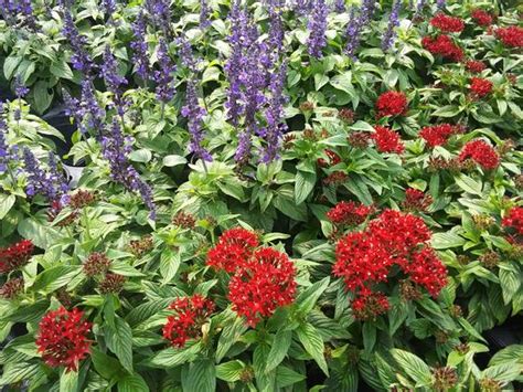 Pentas 'Lucky Star® Dark Red' from Rush Creek Growers