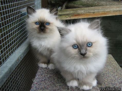 Top Birman Kittens For Adoption Choices - irkincat.com