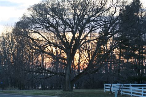 Free stock photo of fall, oak tree, sunset