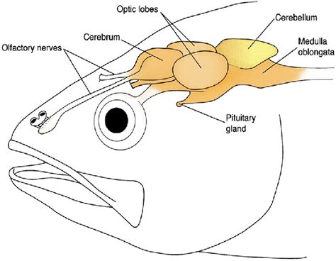 Brain Real Name For Fish