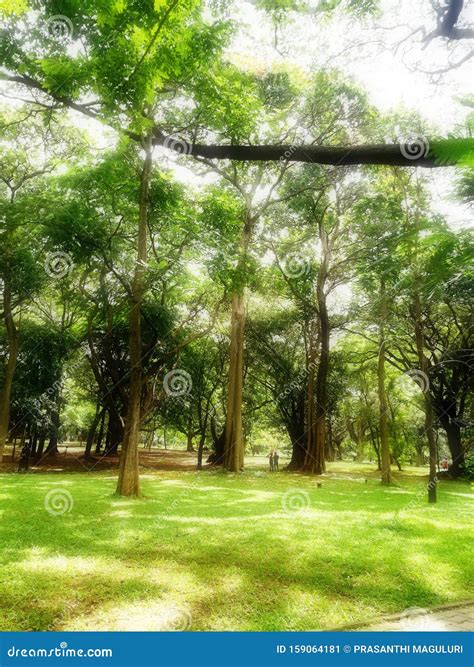 Tree Garden in Cubbon Park at Bangalore Stock Image - Image of ...