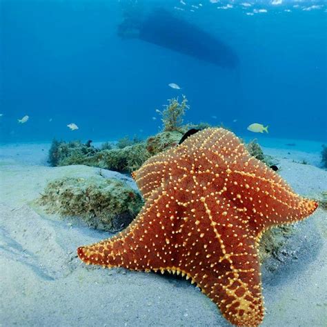 Starfish Under The Ocean, Oceans Of The World, Water Life, Ocean ...