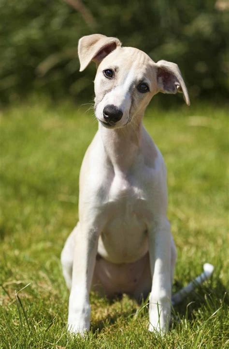 Whippet Temperament: Personality Traits of the Wonderful Whippet