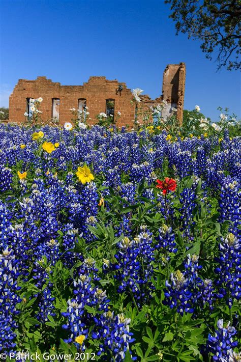 Texas Hill Country Wildflowers | Texas hill country, Hill country, Wild ...