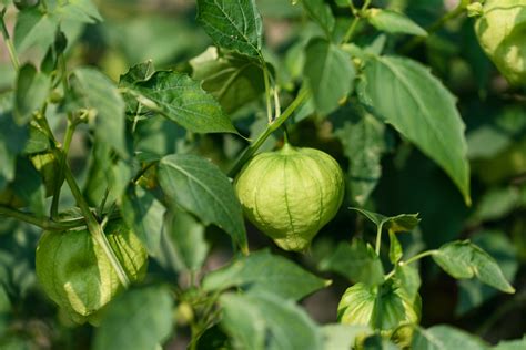 How To Grow Tomatillos - 200 Fruits Per Plant!