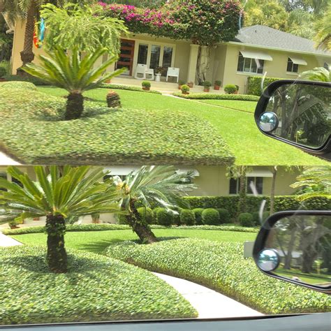 What type of hedges are these? : landscaping