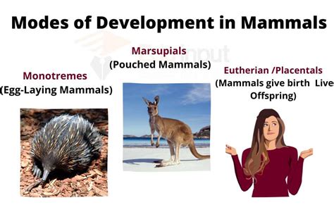 Modes of Development in Mammals | Monotremes, Marsupials and Eutherian ...