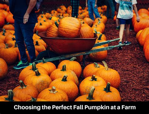 How to Pick a Pumpkin for Fall Decorations That Last All Season