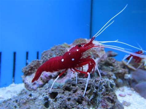 30 Pistol Shrimp Facts That Are More Harmless Than It Looks - Facts.net