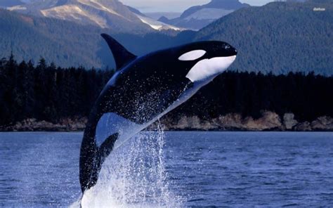 Killer Whales – The Most Powerful Predators on the Planet – Impressive ...