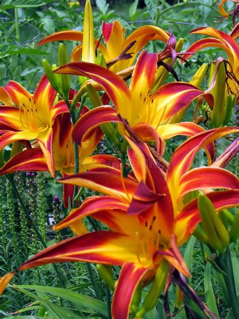 Yellow and Red Daylilies stock photo. Image of petals - 5751718