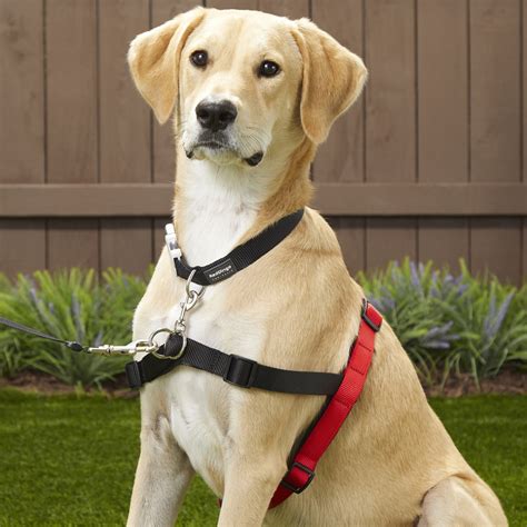 Halti Dog Harness, Black/Red, Large - Chewy.com