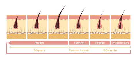 Hair growth cycle illustration. Anatomical diagram of development hair ...