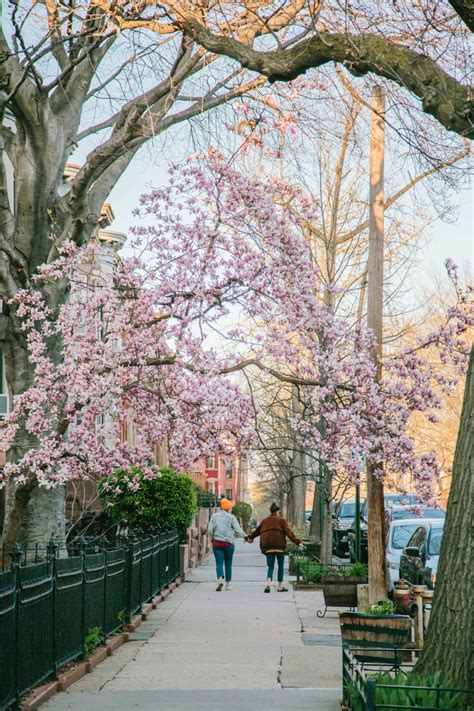 Bedford-Stuyvesant | Neighborhood Guide | Malika Oyo