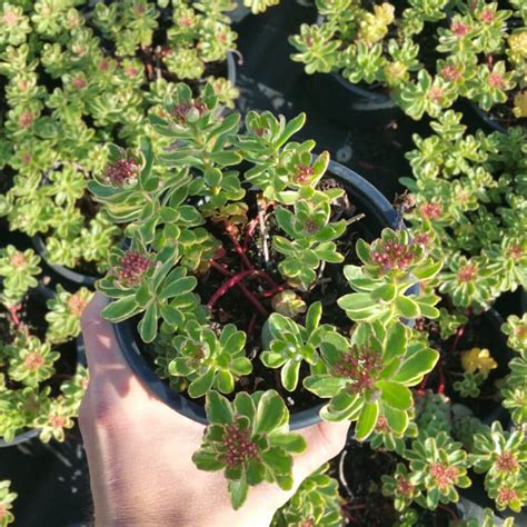 SEDUM KAMTSCHATICUM VARIEGATUM