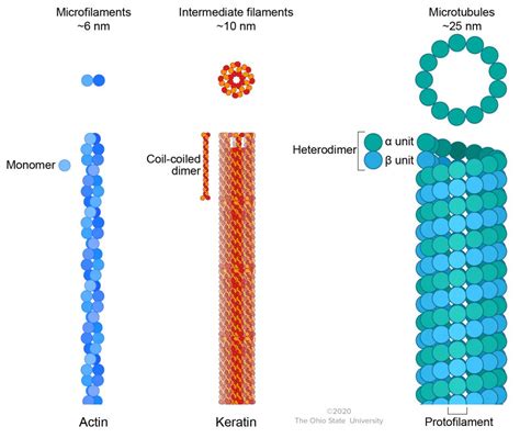 Cytoskeleton and Filaments – Veterinary Histology