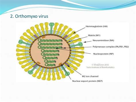 Animal viruses