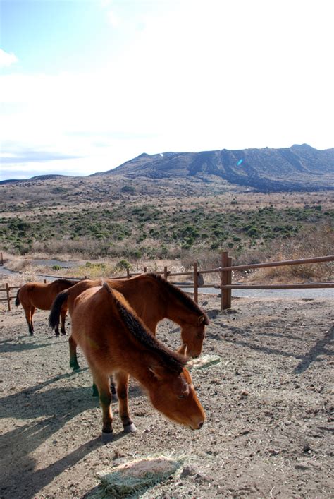 Yonaguni Horse Information, Origin, History, Pictures