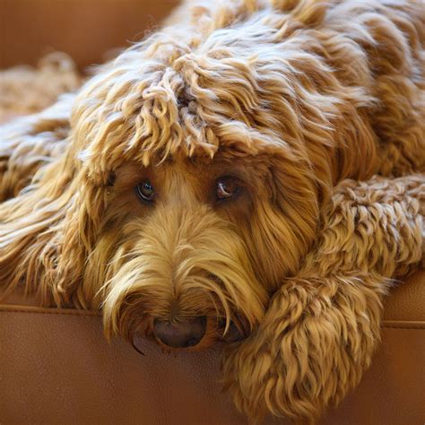 Breeders With Labradoodle Puppies For Sale In Texas