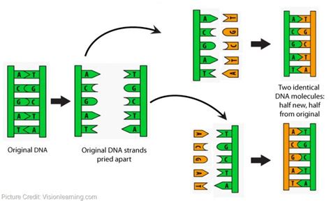 simple dna replication animation : Biological Science Picture Directory – Pulpbits.net