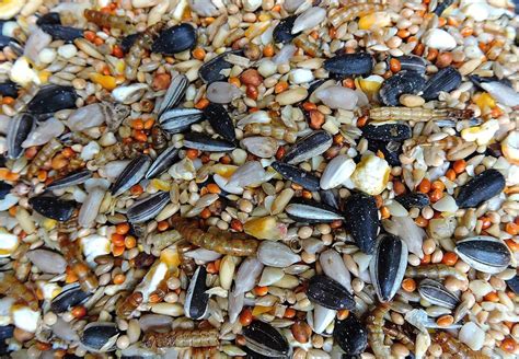 Premium Bird Seed UK - 25KG Complete Wild Bird Seed Mix for Garden Bird Table.: Amazon.co.uk ...