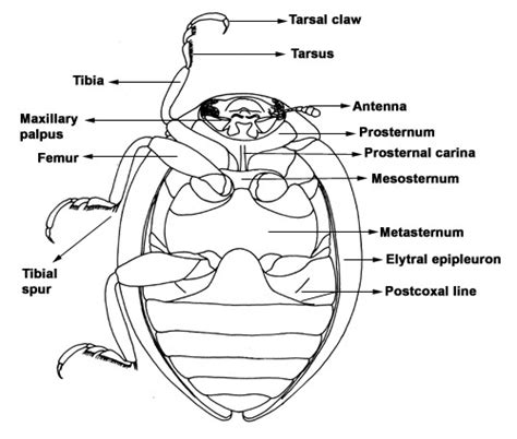 Ladybug Anatomy Diagram