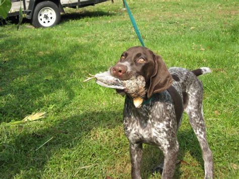 German shorthaired pointer hunting - My Doggy Rocks