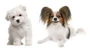 All About The Papillon Maltese Mix (Papitese) With Pictures