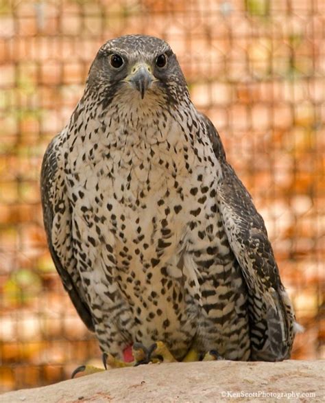 Helene, Gyrfalcon | Wings of Wonder