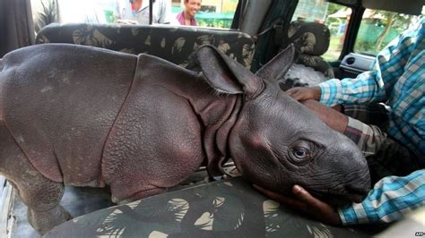 India baby rhino wandering in Kaziranga park rescued - BBC News