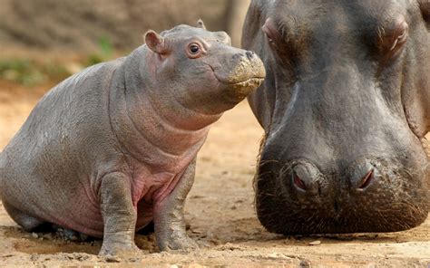 Facts about hippopotamus, hippopotamus day | SchoolForAfrica.org ...