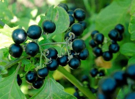 Ultimate Guide to Deadly Nightshade (Atropa belladonna) - Petal Republic