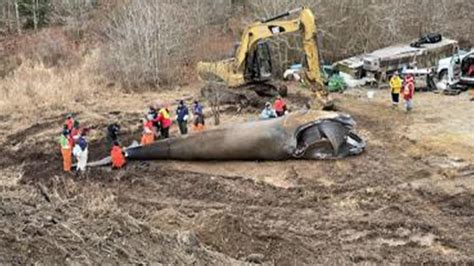 Rope tied around dead right whale's tail was from Maine, NOAA says ...