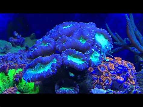 Candy Cane Coral Care Guide: Placement, Feeding, Fragging & More!