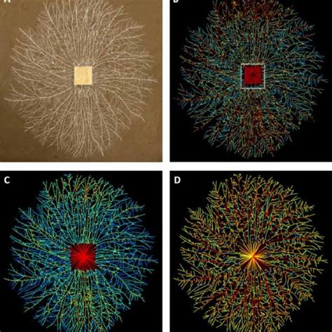 (PDF) The Mycelium as a Network