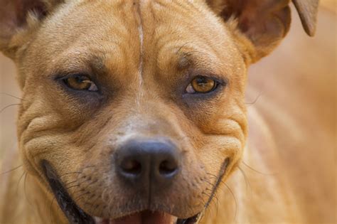 Cães de guarda: Conheça os 10 melhores e suas principais características