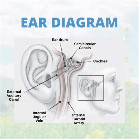 Ear Diagram | Sinusitis, Sinus problems, Sinus relief