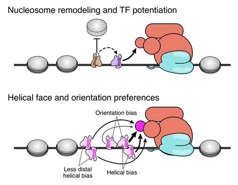 de Boer Lab – deciphering gene regulation with synthetic genomics