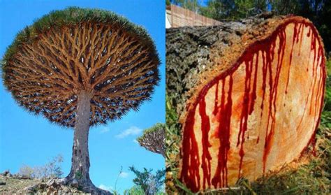 Socotra Dragon tree (AKA Dragon's Blood tree), a tree native to Yemen ...