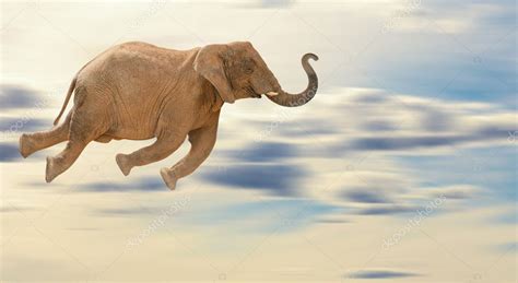 Flying Elephant — Stock Photo © Krakenimages.com #11658158