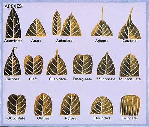 Leaf art, Tree identification, Leaves