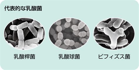 乳酸菌の基礎知識 | 一般社団法人全国発酵乳乳酸菌飲料協会 発酵乳乳酸菌飲料公正取引協議会