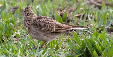 A History of Larks: Twists and Turns and Overlooked Convergence — Tetrapod Zoology