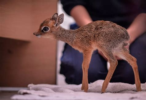 Orphaned baby antelope at Chester Zoo has to be hand reared after mum's ...