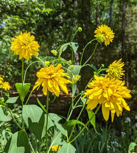 Rudbeckia laciniata 'Golden Glow' (Cutleaf Coneflower) — Backyard Treasures Plant Sale