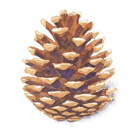 How to Paint Watercolor Pine Cones (The Easy Way) - Watercolor Affair