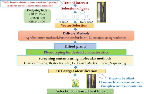 Methodology for the development of genome edited plants | Download ...