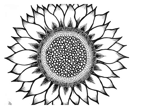 Black And White Silhouette Black And White Sunflower Clipart - Goimages City