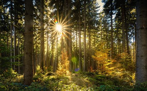 Forest Sun Sunbeam · Free photo on Pixabay