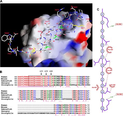 Crystal Structure of a Full-Length β-Catenin: Structure